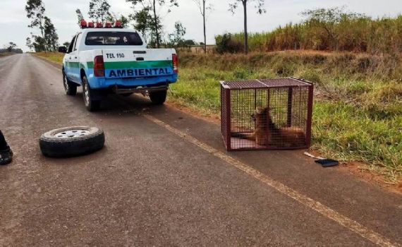 Lobo-Guará é capturado às margens de rodovia pela PMA
